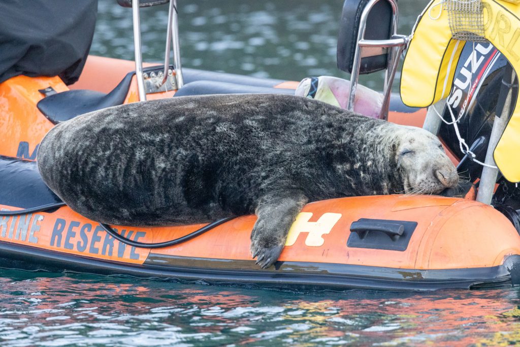 Seehund liegt entspannt auf einem roten Schlauchboot im Wasser.