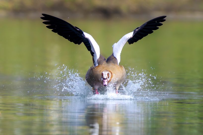 Eine Nilgans, die beim Landen das Wasser aufspritzt.