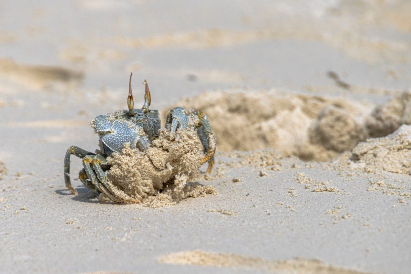 A blue crab sits on a sandy beach and digs in the ground.