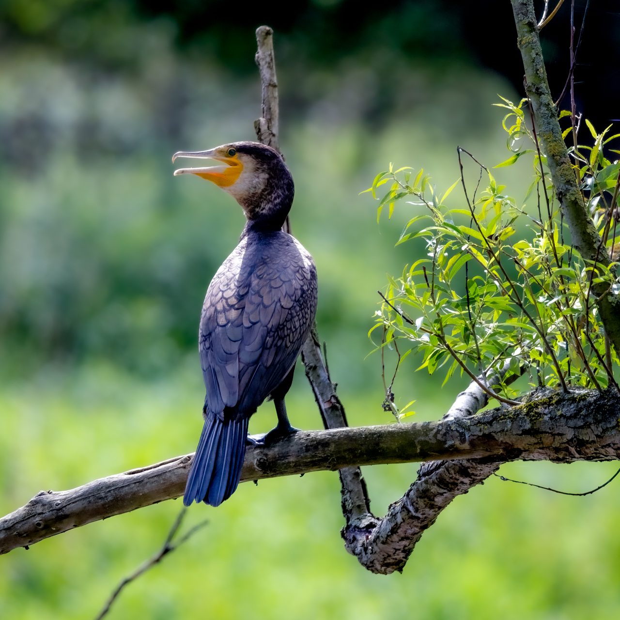 A black cormorant sits on a tree branch and looks to the left.