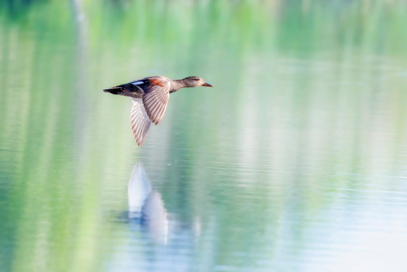 A gadwall flies over a calm, reflective body of water.