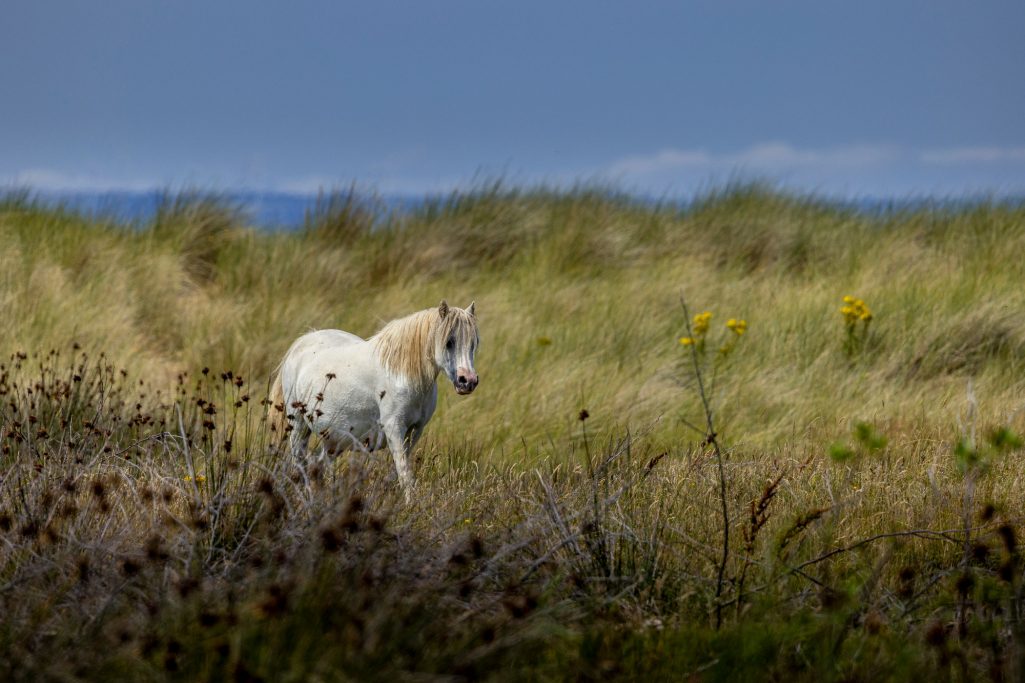 A white horse stands in a green landscape with woodcutters and blue skies.