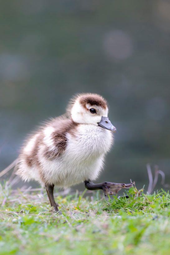 A chick with brown and white plumage stands on the banks of a water.