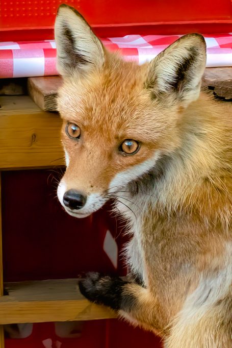 Fuchs mit leuchtend orangefarbenem Fell und neugierigem Blick.