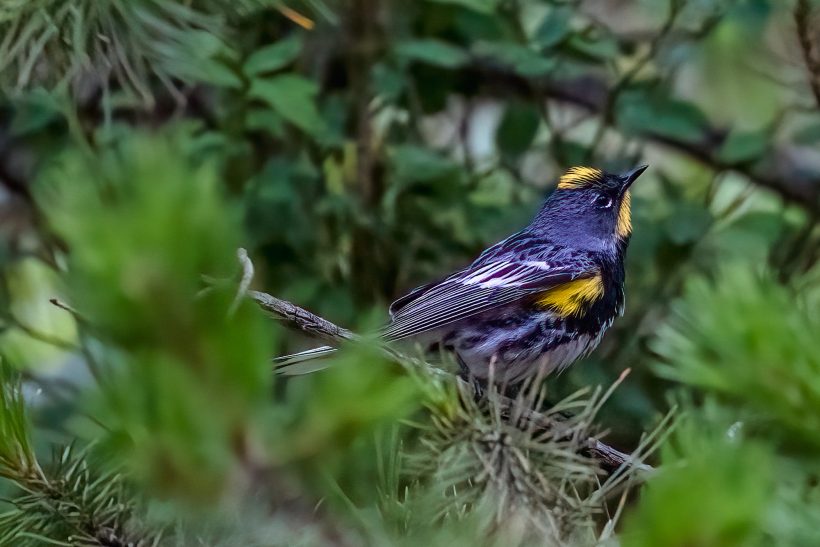 Butterbut sits on a branch between green leaves.