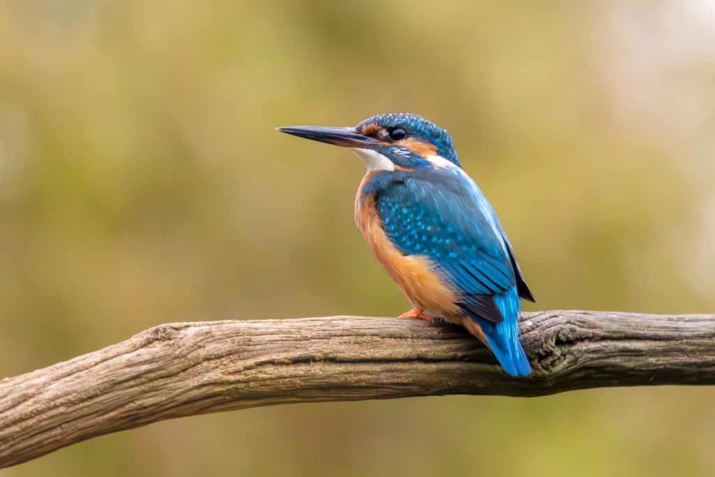 Eisvogel sitzt auf einem Ast, leuchtend blaues und orangefarbenes Gefieder.