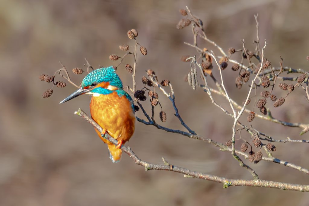 Ein Eisvogel mit leuchtend blauem und orangefarbenem Gefieder sitzt auf einem Ast.