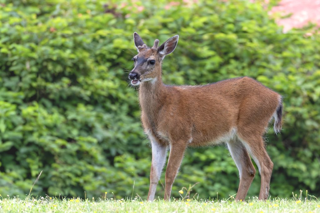 Young deer is standing by a meadow in front of green shrubs.