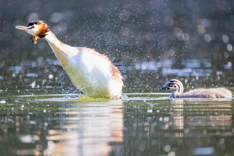 Ein Haubentaucher taucht, während ein Küken neben ihm schwimmt.