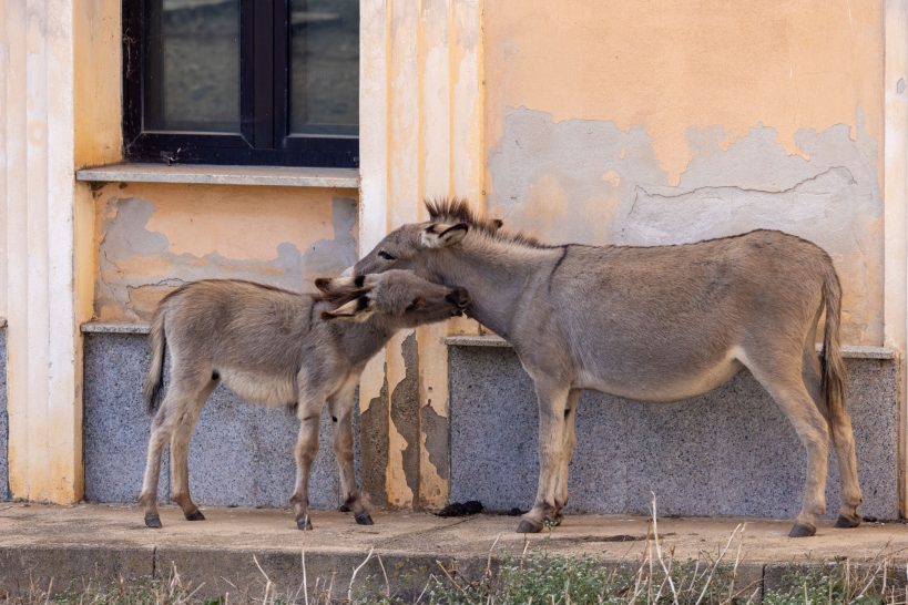 Two donkeys stand close to each other in front of a wall.