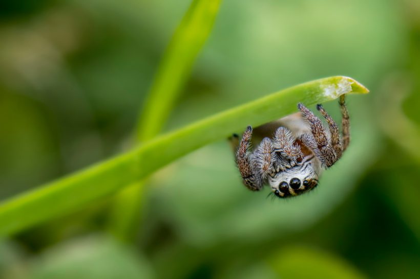 A spider hangs upside down on a green leaf stalk.