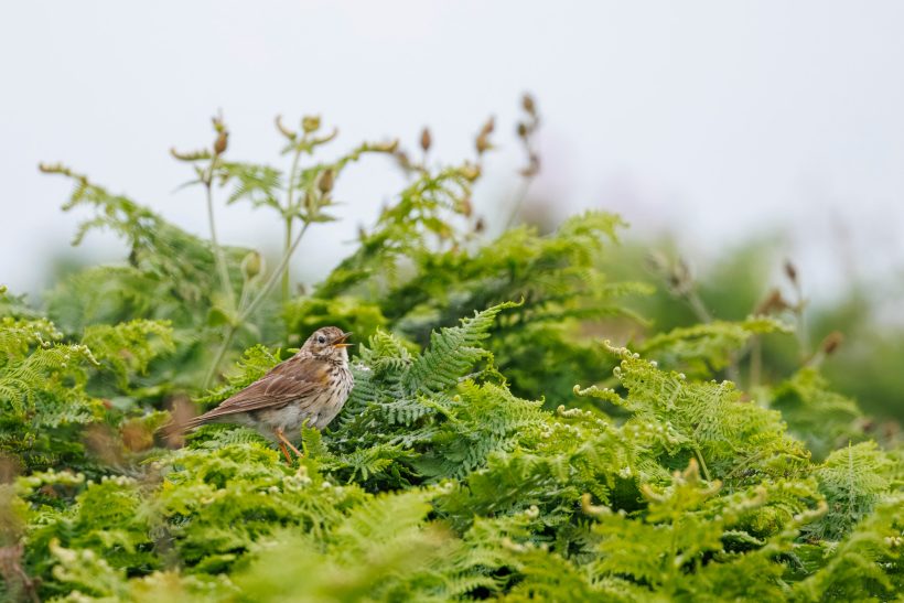 A song thrush is sitting in a green, vegetable environment.