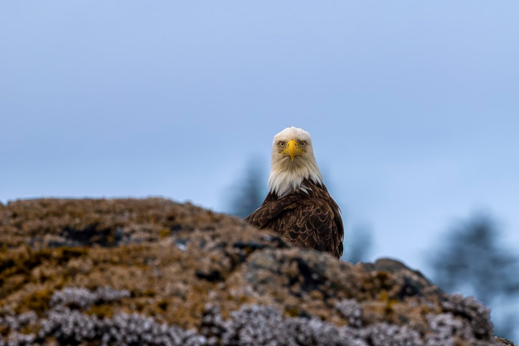 Ein Weißkopfseeadler sitzt auf einem Felsen mit verschwommenem Hintergrund.