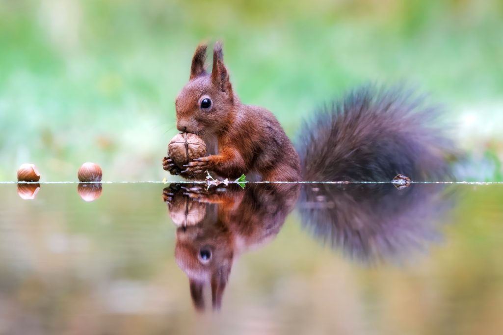 Squirrel sits on the water and holds a nut, with reflection in the water.