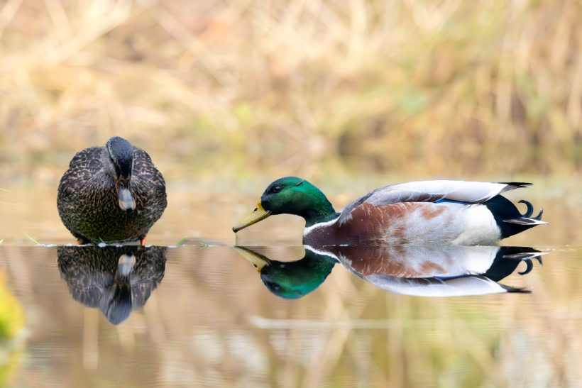 Männliche und weibliche Stockenten am Ufer eines ruhigen Gewässers.