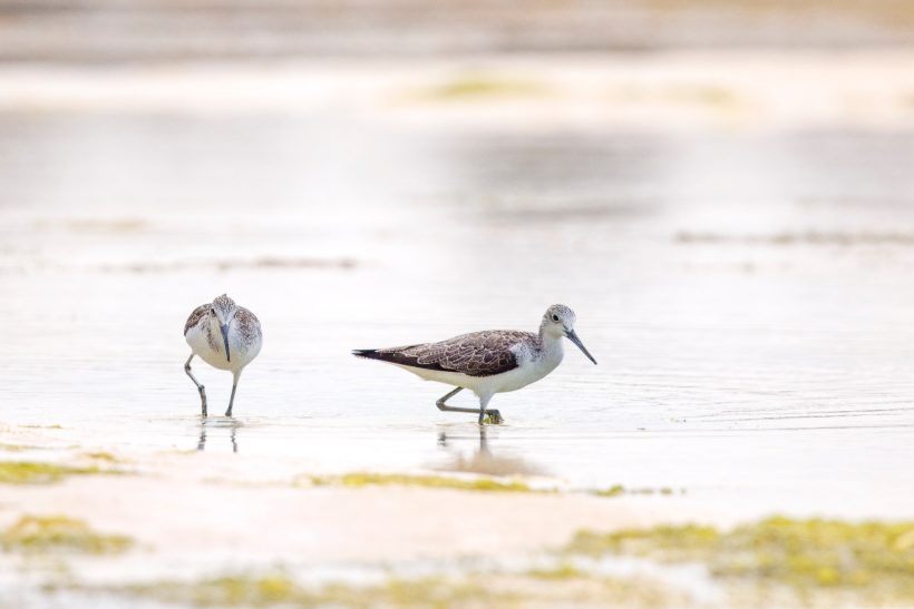 Two greenshanks looking for food in shallow water.