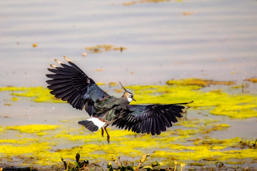 A flying lapwing with spreading wings over water and algae.