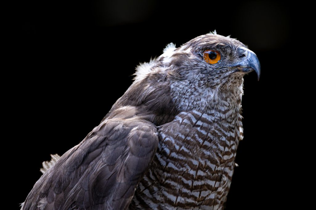 A hawk with grey plumage and eye-catching orange eyes on a black background.