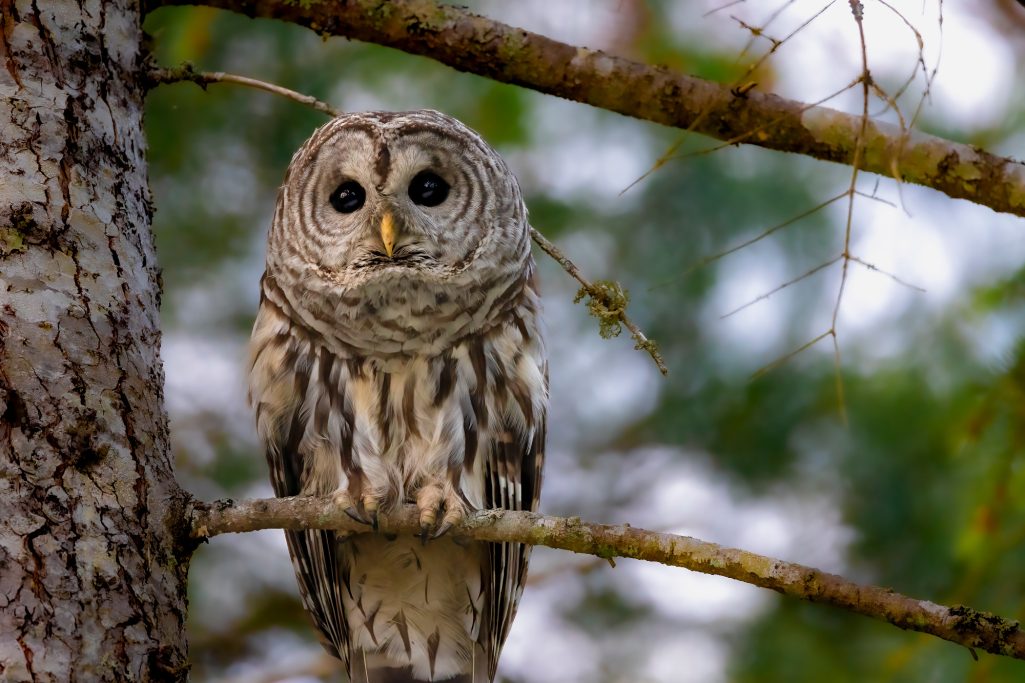 A barred owl with large, round eyes sits on a branch between trees.