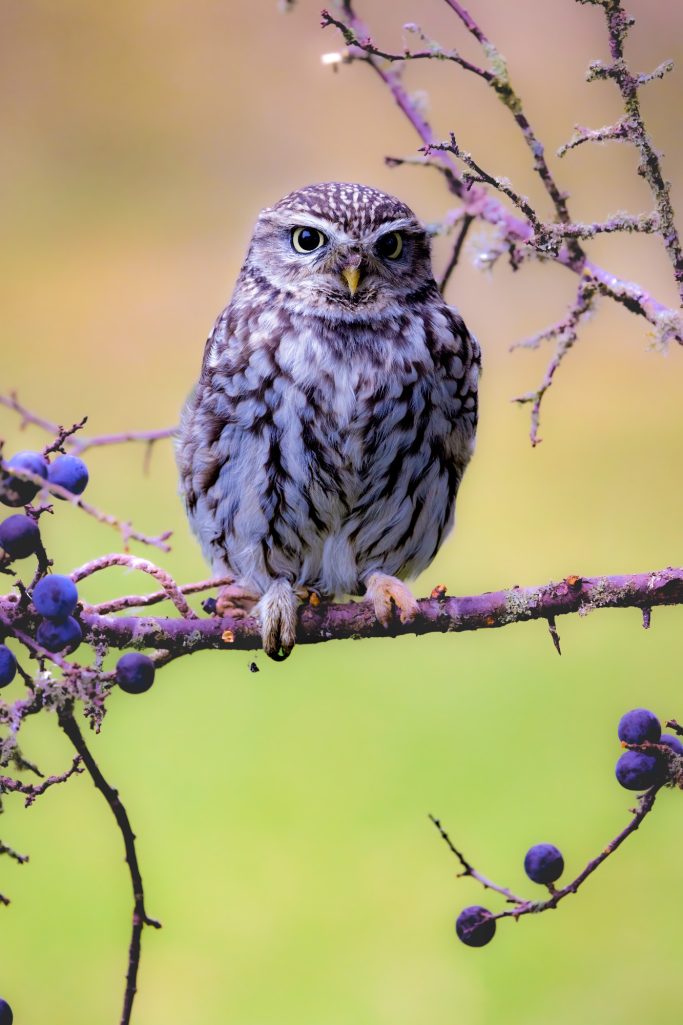 A pretty little owl with striped plumage sits on a branch.