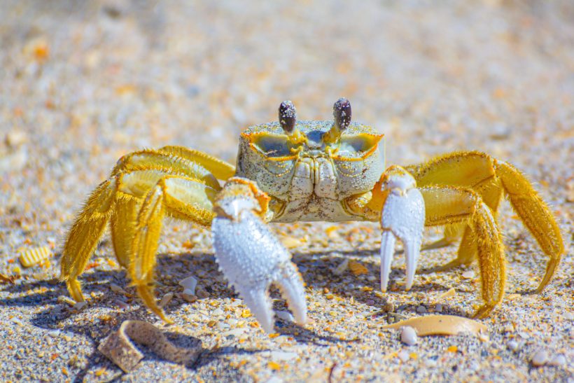 A yellow crab with two white claws sits on sandy ground.