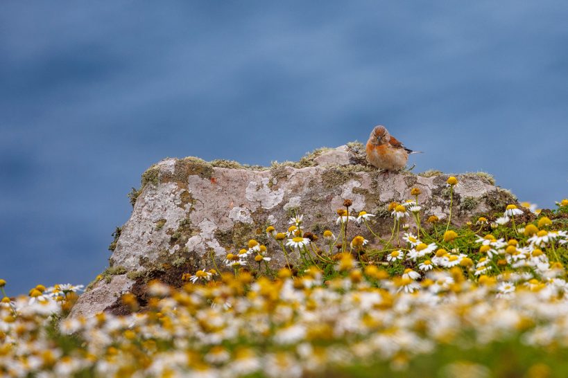 Bluthänfling sitzt auf einem Stein, umgeben von gelben und weißen Blumen.