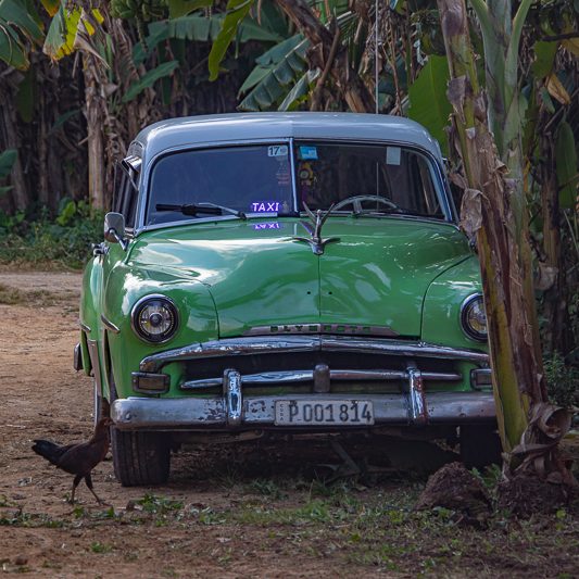 Green, old car stands along a path with banana trees and a black chicken.