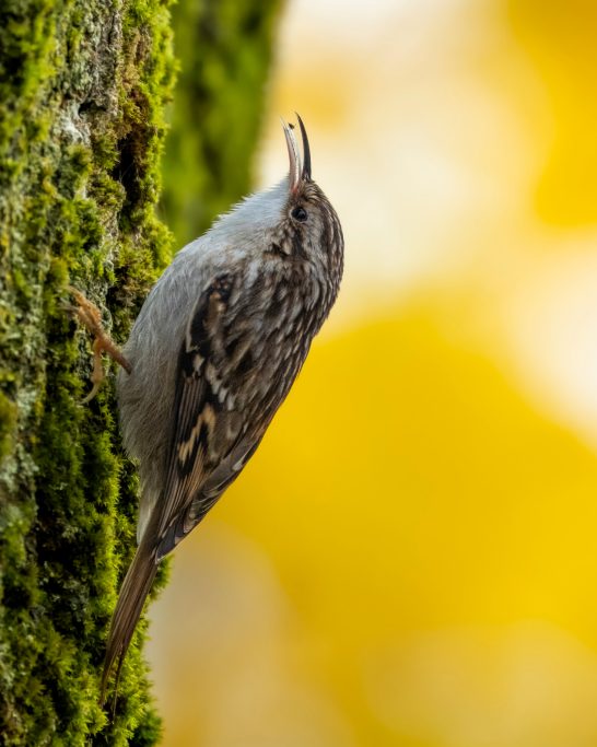 Gartenbaumläufer, der an einem moosbewachsenen Baumstamm klettert.