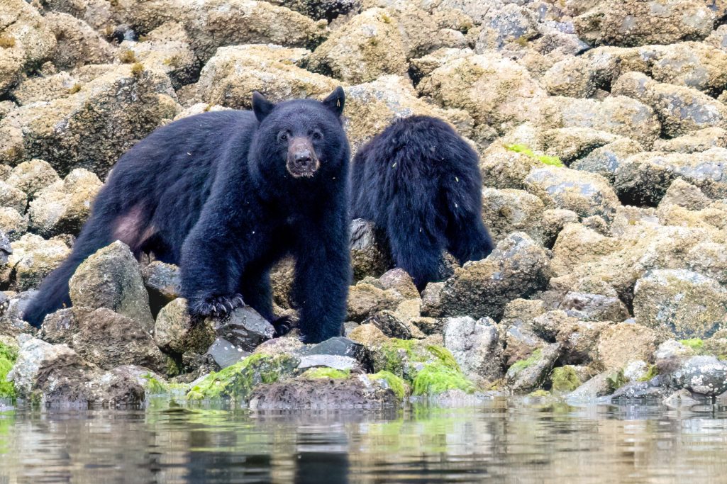 Two black bears on a rocky coast, one stands and looks ahead.