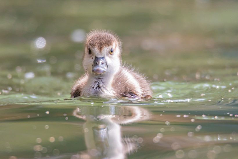 Duck baby swims in the water, with a prying eye.