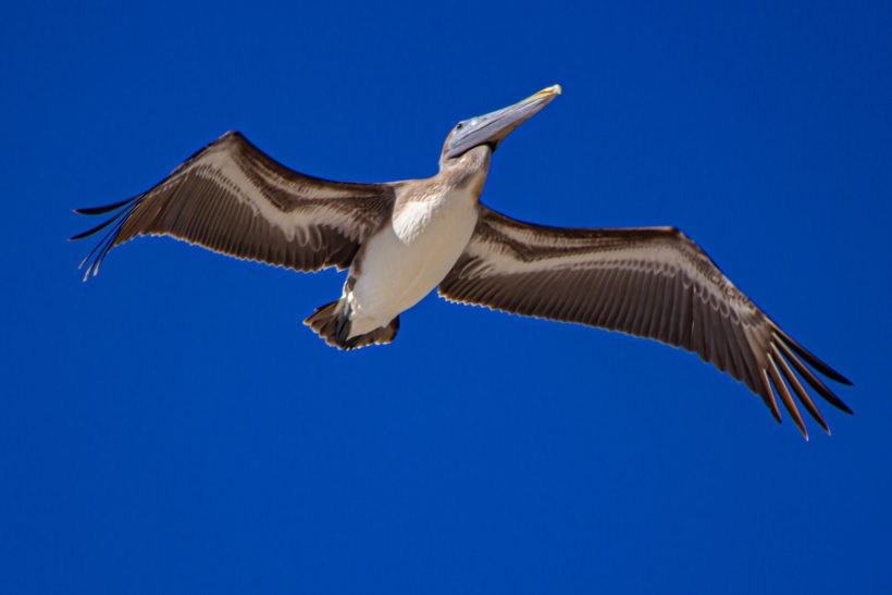 A pelican flies with wings outstretched in front of a blue sky.