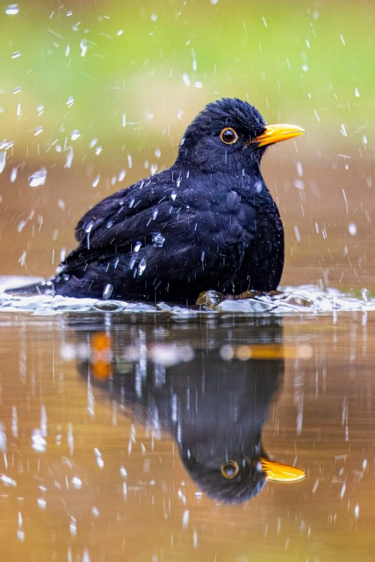 Blackbird with an orange snout bath in the water, surrounded by splashes.