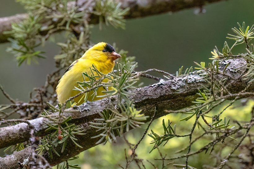 American Goldfinch sits on a branch surrounded by green leaves.