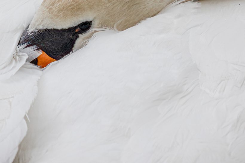 Close-up of a swan with an orange beak tip and white plumage.