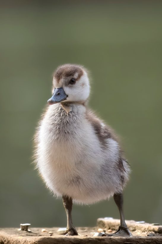 Knieender Nachwuchs mit flauschigem Gefieder steht auf einer Holzoberfläche.