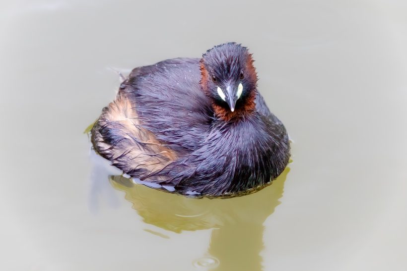 Little grebe swims on calm water.