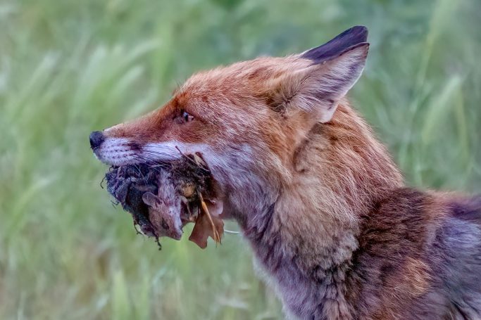 Rotfuchs trägt Beute im Maul, umgeben von grünem Gras.