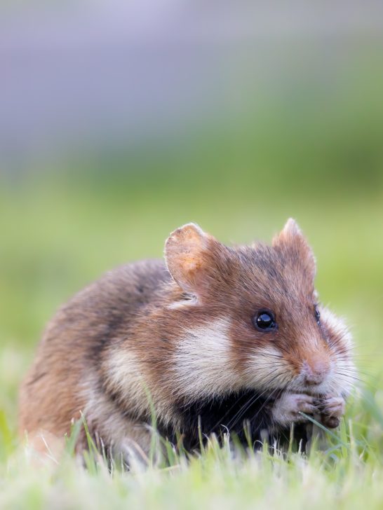 Ein kleiner Hamster sitzt im Gras und hält Futter in seinen Vorderpfoten.