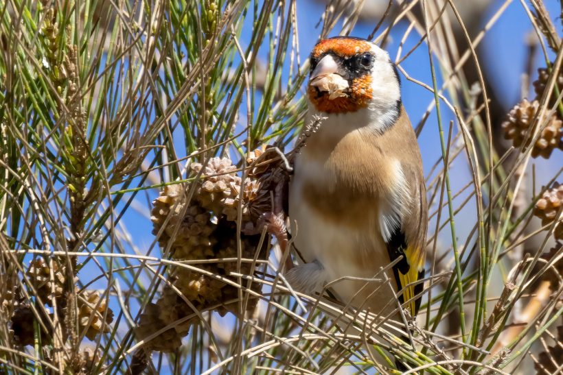 Goldfinch in bush, eats seeds with a striking orange head.