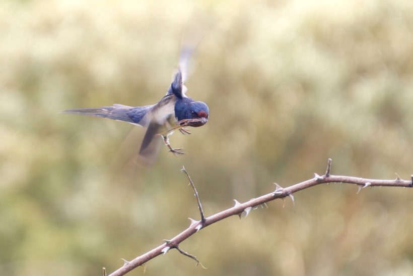 A barn swallow floats over a thorny branch.