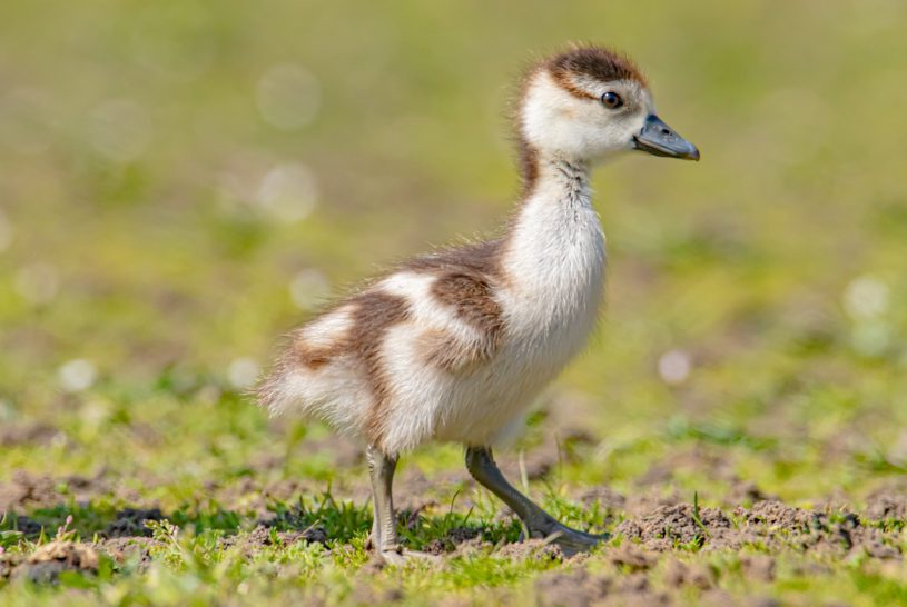 Ein Küken mit braun-weißer Federung, das auf einer grünen Wiese läuft.