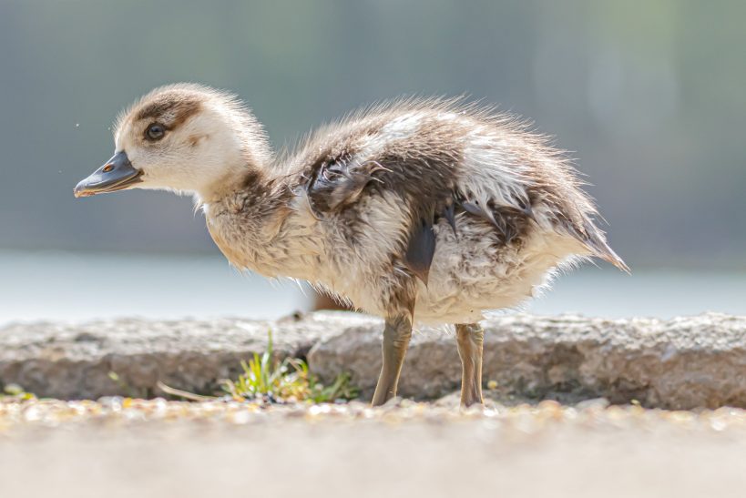 Küken eines Wasservogels, flauschig und braun, steht am Ufer.