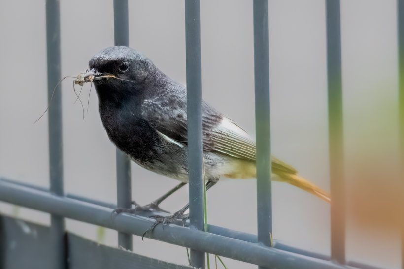 Hausrotschwanz mit Insekt im Schnabel sitzt auf einem Gitter.