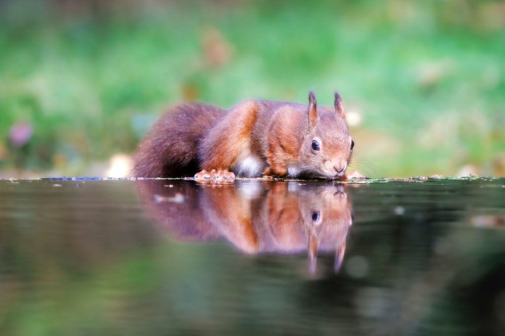 Eichhörnchen beugt sich über ein Gewässer und spiegelt sich im klaren Wasser.