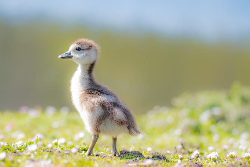 A chick is standing on a flowering meadow in the sunlight.