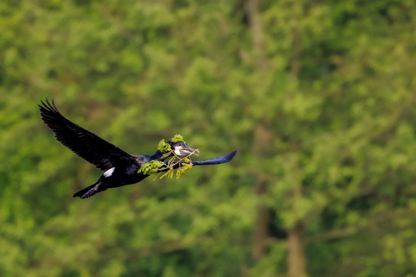 A cormorant flies with a colorful object in the feet over green foliage.