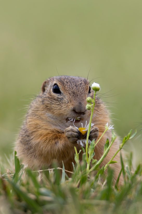 Ziesel hält eine Blüte in den Vorderpfoten, umgeben von Gras und Blumen.