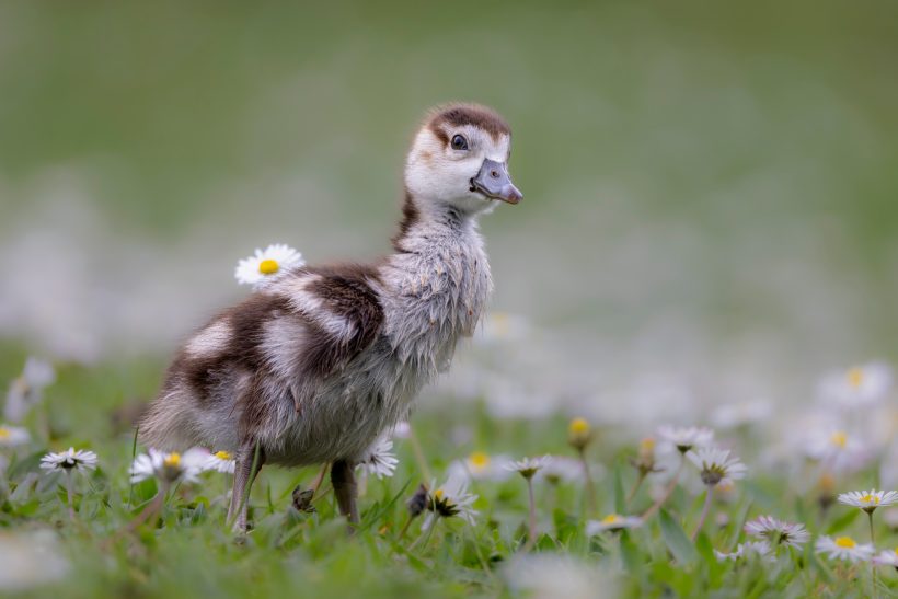 Young Nile goose chick is standing on a meadow with flowers in the background.