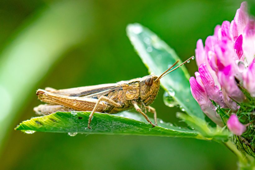 Grashüpfer sitzt auf einer Blume mit Tautropfen auf den Blättern.