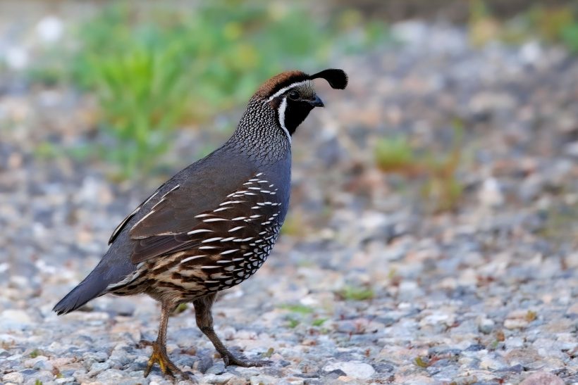 A California Quail with a conspicuous plumage stands on the ground between grass.